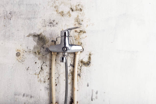 Best Affordable Mold Removal  in Dawson, GA