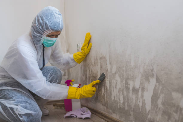 Best Local Mold Removal Service  in Dawson, GA