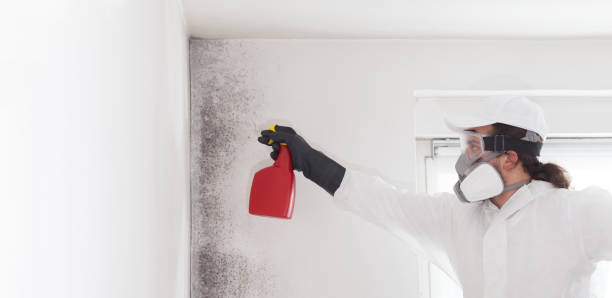 Best Local Mold Removal Service  in Dawson, GA