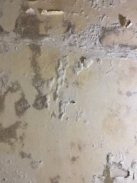 Best Black Mold Removal  in Dawson, GA