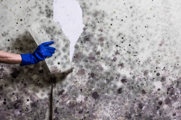 Home Mold Removal in Dawson, GA